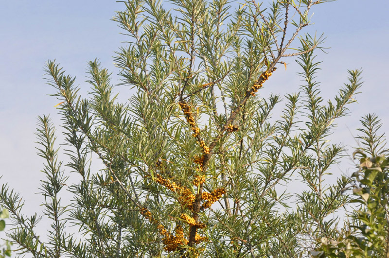 Hippophae fluviatilis / Olivello spinoso
